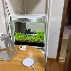 キューブ水槽 と青いエビ🦐の画像