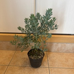 アカシア　ブルーブッシュ　4寸苗③
の画像