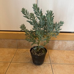 アカシア　ブルーブッシュ　4寸苗③
の画像