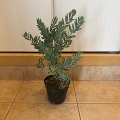 アカシア　ブルーブッシュ　4寸苗③
の画像