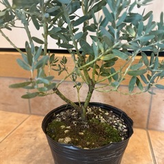 アカシア　ブルーブッシュ　4寸苗③
の画像