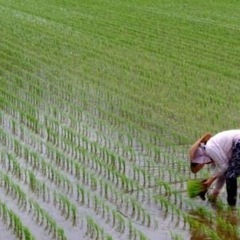 新米　お米　にじのきらめき　No.4の画像