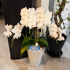 胡蝶蘭 サイズ様々 1つから受け渡し可能の画像