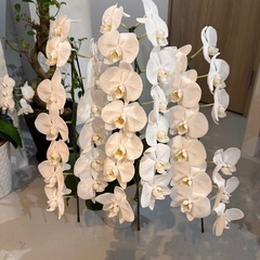 胡蝶蘭 サイズ様々 1つから受け渡し可能の画像