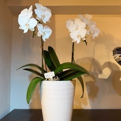 胡蝶蘭 サイズ様々 1つから受け渡し可能の画像