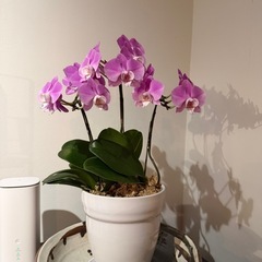 胡蝶蘭 サイズ様々 1つから受け渡し可能の画像