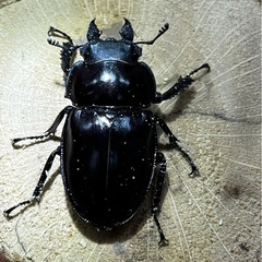 ヤエヤママルバネクワガタ（ブリード個体） ペア＋♂おまけ1（内翅出）の画像