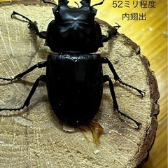 ヤエヤママルバネクワガタ（ブリード個体） ペア＋♂おまけ1（内翅出）の画像