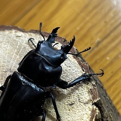 ヤエヤママルバネクワガタ（ブリード個体） ペア＋♂おまけ1（内翅出）の画像