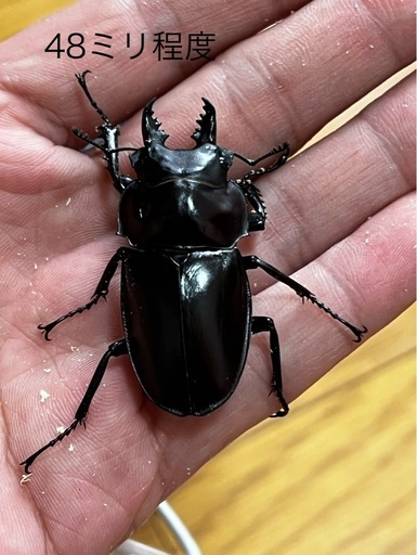 ヤエヤママルバネクワガタ（ブリード個体） ペア＋♂おまけ1（内翅出）