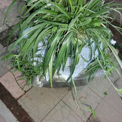 ●沢山入ってる子持ちオリズルラン（●大型）鉢入り、●子供沢山着いてます、画像参照、◎この１鉢で５鉢位別けられます、★お手数をおかけしますプロフィール必読ですの画像