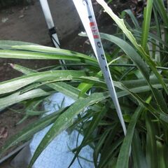 ●沢山入ってる子持ちオリズルラン（●大型）鉢入り、●子供沢山着いてます、画像参照、◎この１鉢で５鉢位別けられます、★お手数をおかけしますプロフィール必読ですの画像