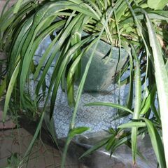 ●沢山入ってる子持ちオリズルラン（●大型）鉢入り、●子供沢山着いてます、画像参照、◎この１鉢で５鉢位別けられます、★お手数をおかけしますプロフィール必読ですの画像