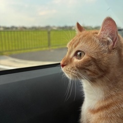 アメリカンカール　0歳8ヶ月