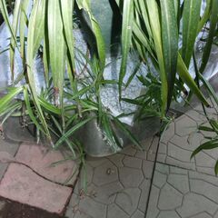 ●沢山入ってる子持ちオリズルラン（●大型）鉢入り、●子供沢山着いてます、画像参照、◎この１鉢で５鉢位別けられます、★お手数をおかけしますプロフィール必読ですの画像