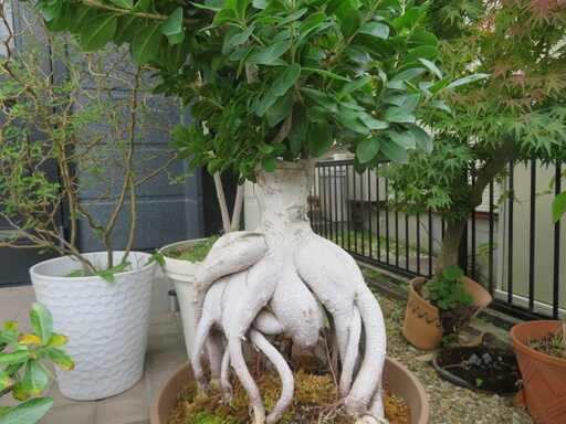 ガジュマル　大きいです！