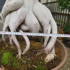 ガジュマル　大きいです！の画像