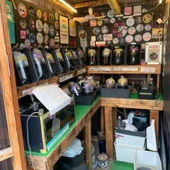 【五桜メダカ】 11月9日　横須賀めだか無人販売