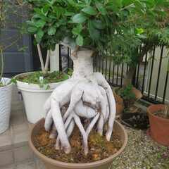 ガジュマル　大きいです！の画像