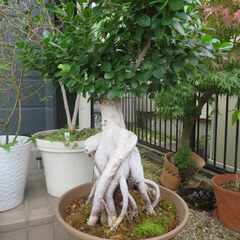 ガジュマル　大きいです！の画像