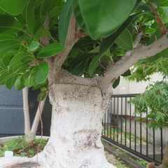 ガジュマル　大きいです！の画像