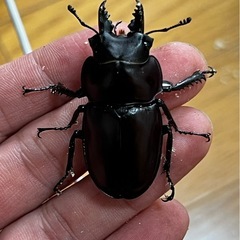 ヤエヤママルバネクワガタ（ブリード個体）♂×2のみの画像