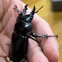 ヤエヤママルバネクワガタ（ブリード個体）♂×2のみの画像