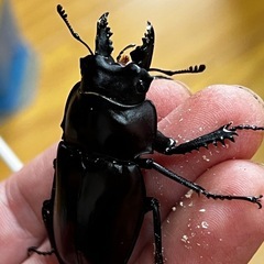ヤエヤママルバネクワガタ（ブリード個体）♂×2のみの画像