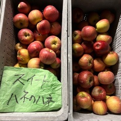 【ハネだしのハネだしりんご】1袋詰め放題の画像