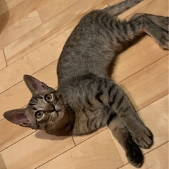 【譲渡が決まりました】薄い色のキジトラ・オス・2ヶ月