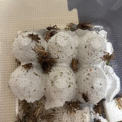 コオロギこおろぎ
の画像