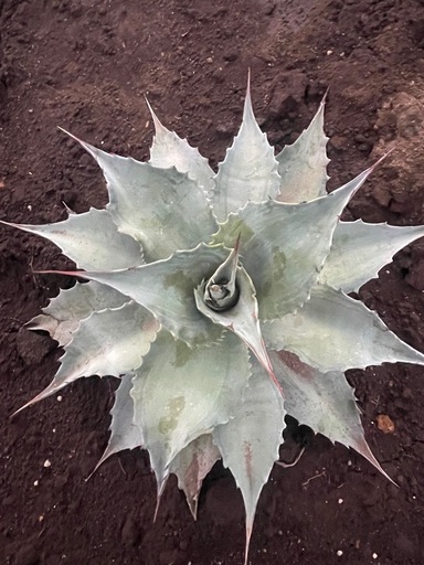 アガベ　オバティフォリア中斑