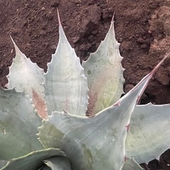 アガベ　オバティフォリア中斑の画像