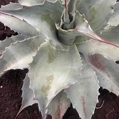 アガベ　オバティフォリア中斑の画像