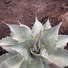 アガベ　オバティフォリア中斑の画像