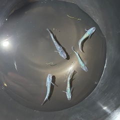 極上　ネプチューン　メダカの画像