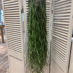 造花(10種類)の画像