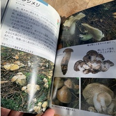 本　きのこ　の画像