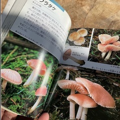 本　きのこ　の画像