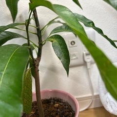 宮崎マンゴー苗　高さ45センチの画像