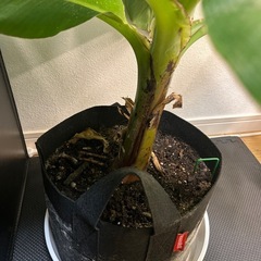 ドワーフナムワバナナ苗　高さ45センチの画像