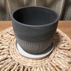 観葉植物の画像