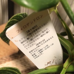 観葉植物の画像