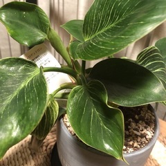 観葉植物の画像