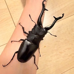 ギラファノコギリクワガタ♂単体104㎜の画像