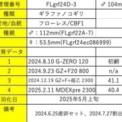 ギラファノコギリクワガタ♂単体104㎜の画像