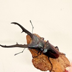 メタリフェルホソアカクワガタ♂単　74㎜の画像