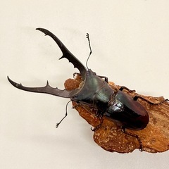 メタリフェルホソアカクワガタ♂単　74㎜の画像