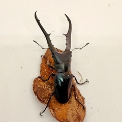 メタリフェルホソアカクワガタ♂単　74㎜の画像