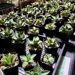 年内 アガベ店頭販売株10%OFF  SALE開催